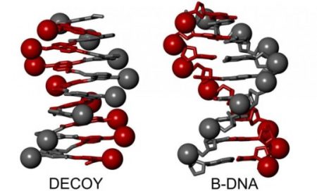 Decoy molecules represent potential cure for HIV