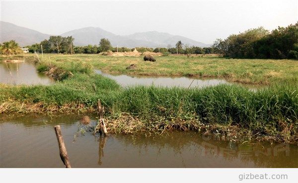 [Image: watermarked-buffalo.zp980.jpg]