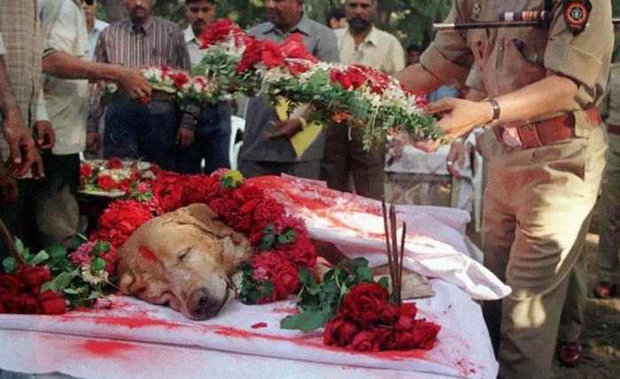 Zanjeer the bomb dog is laid to rest with full military honours for saving thousands of lives. [2000] Source: Pune Mirror
