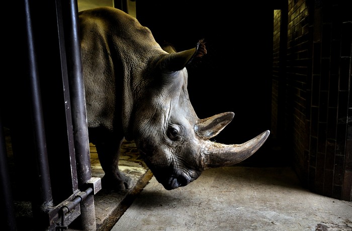  Four of the last seven Northern White Rhinos in the world are airlifted from a zoo in the Czech Republic to a park in Africa in an attempt to save their entire species. [2009] Source: National Geographic
