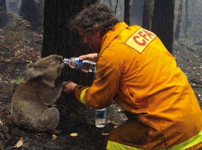  A fireman rescues a koala during Australian bushfires. [2009] Source: Unknown Photographer