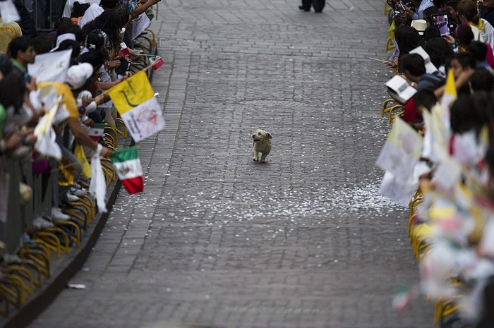  A dog soaks in an adoring crowd in Mexico by following the Pope [2011] Source: Yuri Cortez